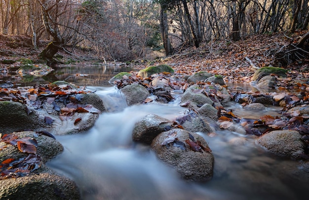 Creek in autumn forest sunset Fall season in forest