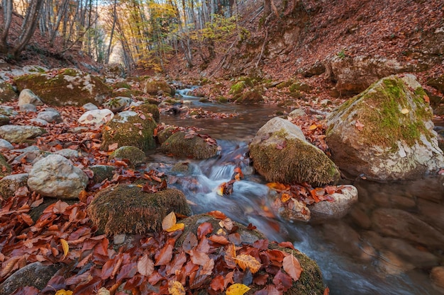 Creek in autumn forest sunset Fall season in forest