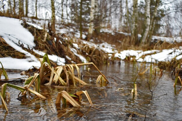 Creek flows in the spring forest