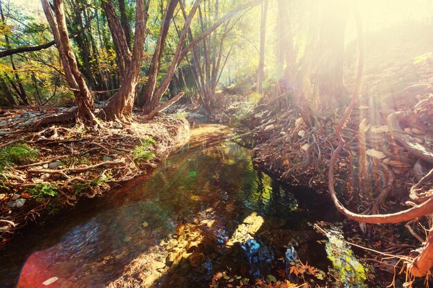 Foto creek nella foresta