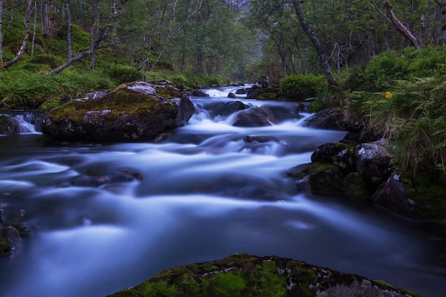 Creek in forest