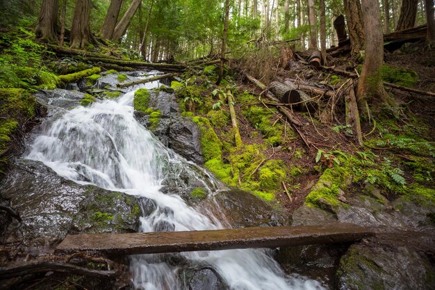 Creek in the forest