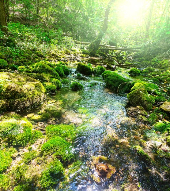 Creek in Forest