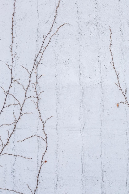 Creeper plant on a concrete wall