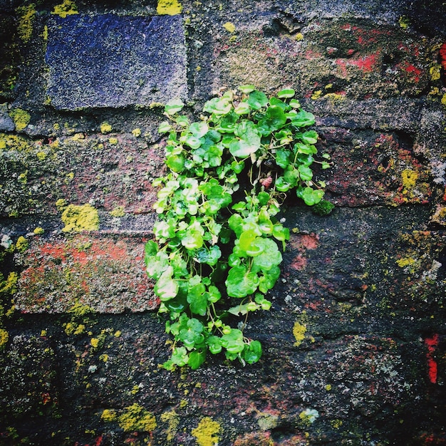 壁に育つクリーパー植物