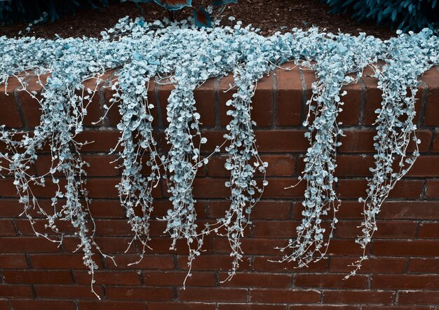 Photo creeper plants on retaining wall