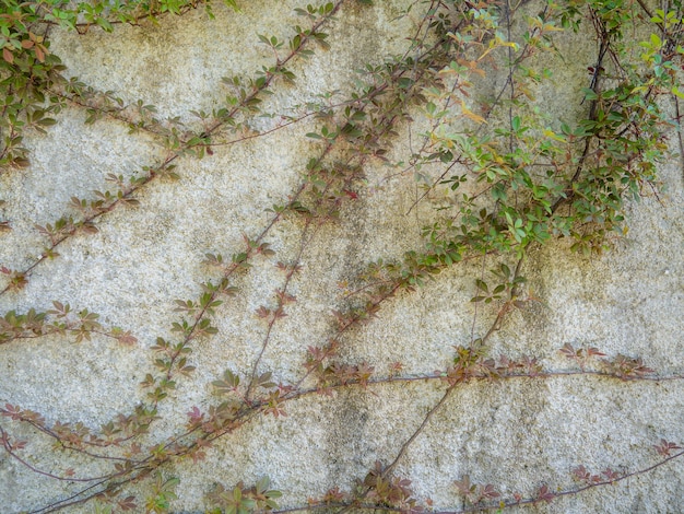 Creepers entangled in a cement wall Vines on the wall Nice quiet place