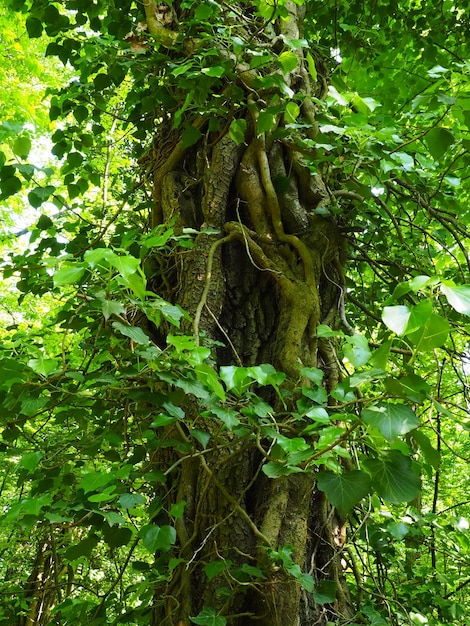 Creepers on tree branches in a European forest Serbia Fruska Gora National Park A plant that finds vertical support Antennae adventitious roots attachments Liana is the life form of plants