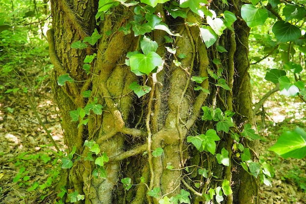 Creepers on tree branches in a European forest Serbia Fruska Gora National Park A plant that finds vertical support Antennae adventitious roots attachments Liana is the life form of plants