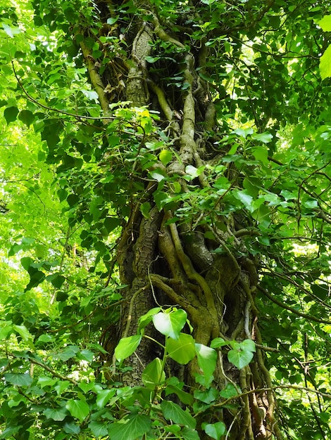 Creepers on tree branches in a European forest Serbia Fruska Gora National Park A plant that finds vertical support Antennae adventitious roots attachments Liana is the life form of plants