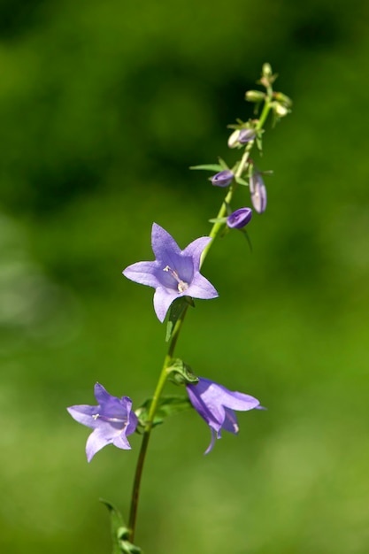 Photo creeping bellflower (campanula rapunculoides), bell shaped flower growing in a flower garden,  close-up, selective focus.