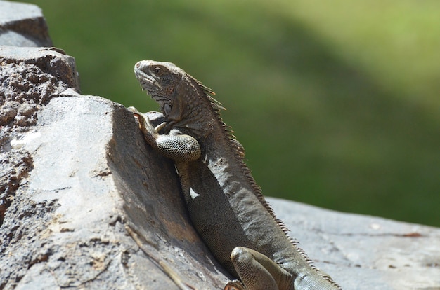 Iguana comune strisciante su una roccia grigia ad aruba.