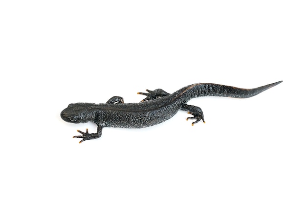 A creeping curving black newt isolated on a white background. The view from the top. Photo of a reptile.