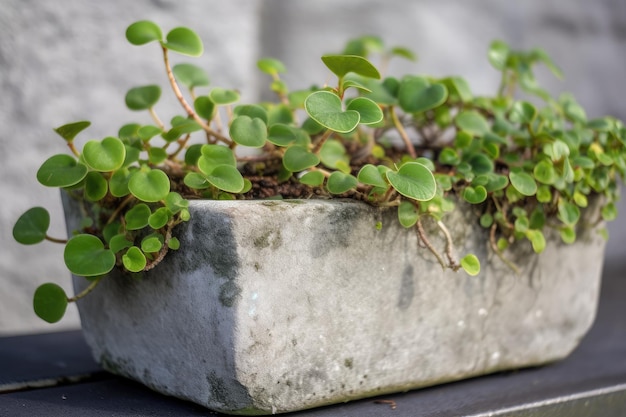 A creeping fig on a concrete flowerpot