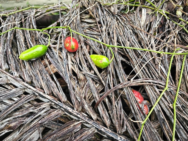 Photo the creeping ivy gourd fruits plant climbing around the wild bushes