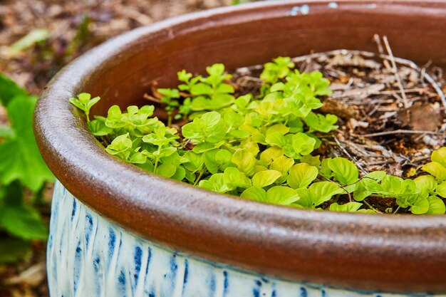 Creeping Jenny in painted clay pot with white and blue pattern