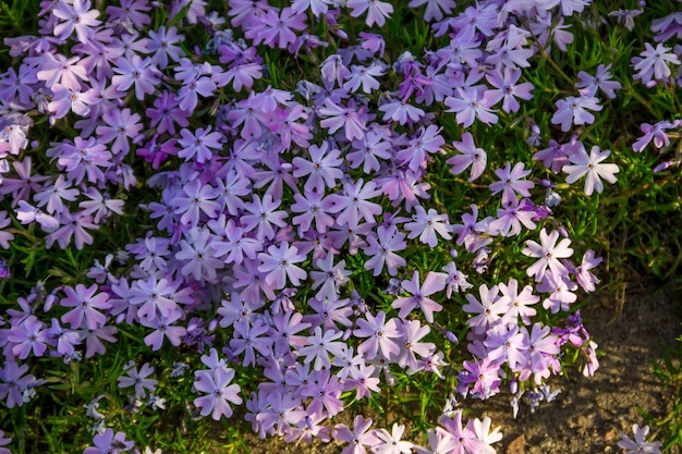 Creeping phlox Phlox subulata or moss phlox on flowerbed