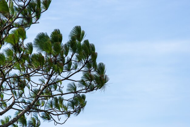 Photo creeping pine, dwarf mountain pine, mugo pine