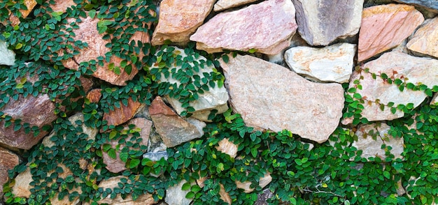 石レンガの壁の背景に匍匐性の植物