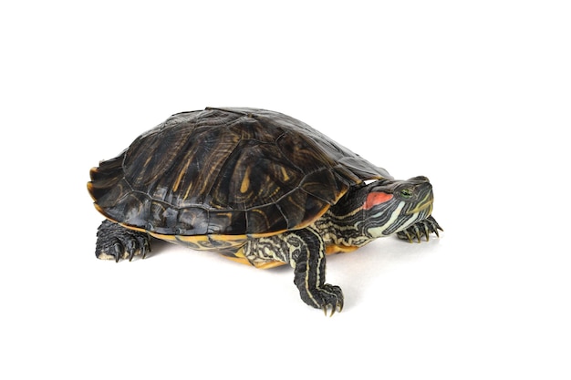 Photo a creeping redeared turtle isolated on a white background