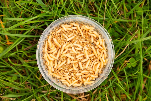 Creeping white fly larvae are used for fishing.