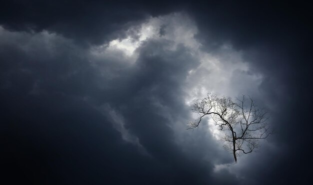 Creepy leafless branches of a tree in dramatic storm clouds Abstract background