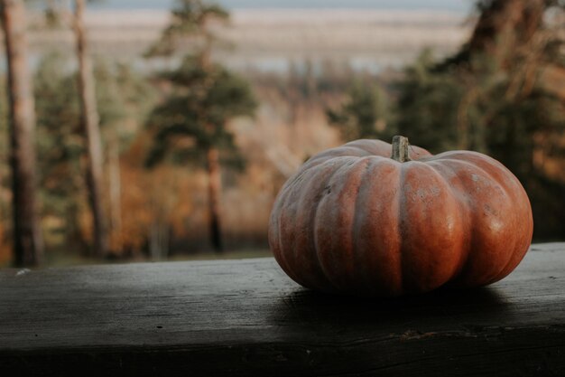 Photo creepy pumpkin in the forest festive pumpkin in the forest pumpkin on the bench