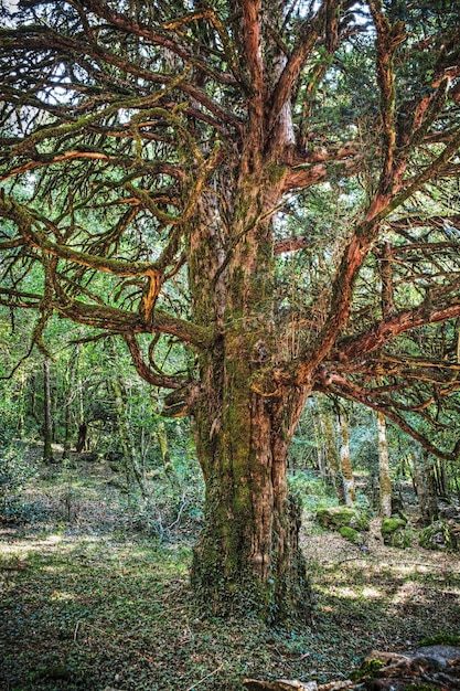 Creepy tree in the forest sardinia