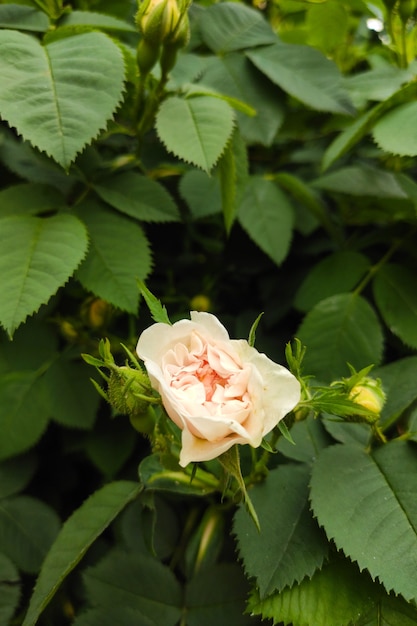 Foto crème bloem rosebud op een achtergrond van groene bladeren in de tuin.