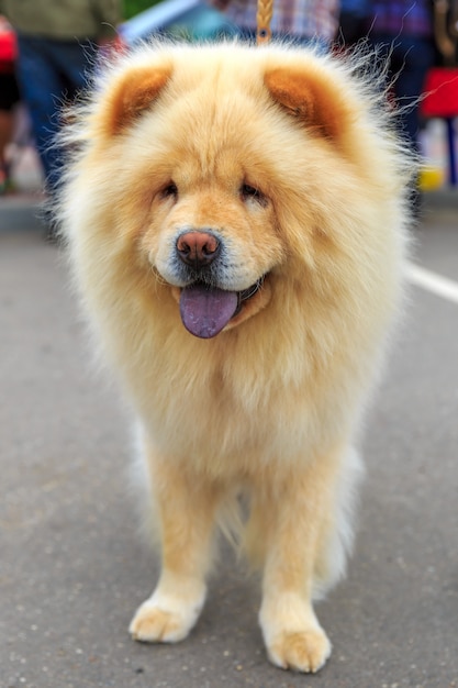 Crème hondenras Chow-Chow