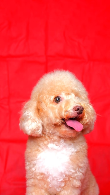 Crème romige poedel hond fotoshoot sessie op studio met rode kleur achtergrond en gelukkige uitdrukking