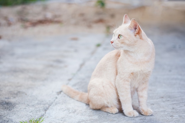 Crèmekleurige gestreepte kat in een kant-en-klare positie om een slachtoffer te vinden.