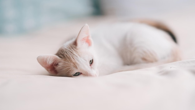 Crèmekleurige Thaise kitten opgerold op bed