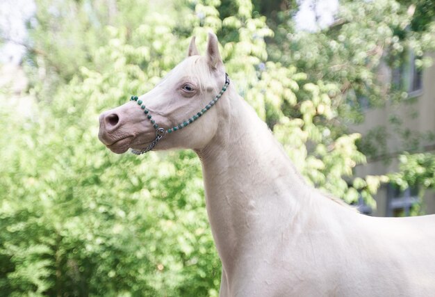 Cremello Welsh pony merrie portret