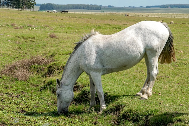 creole horse