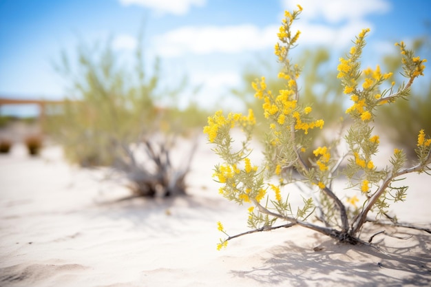 Creosote bush with yellow flowers in a desert scene