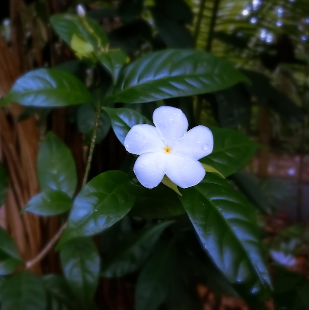 Crêpe jasmijn of krip jasmijn is een mooie kleine struik met een ronde vorm en pinwheel bloemen