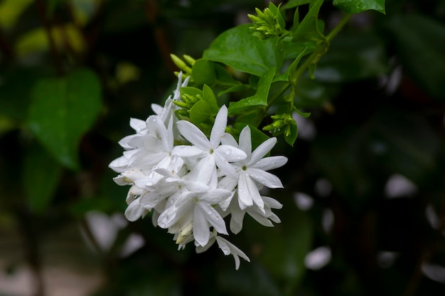 サンユウカの花Tabernaemontanadivaricata浅い焦点