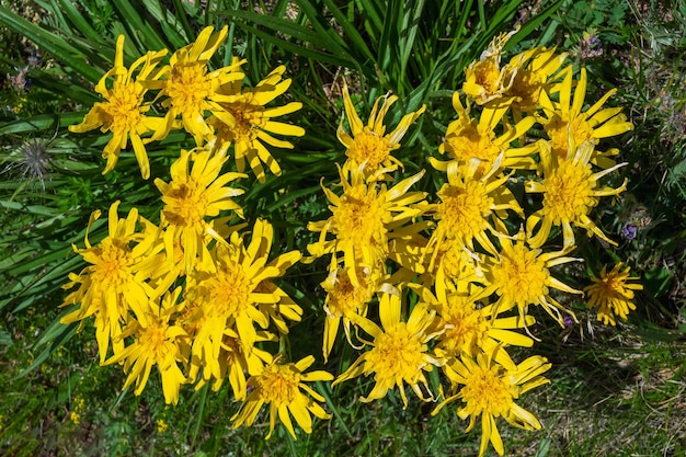 Crepis-sibiricatak met gele bloemen van Altai-bergen tegen groene gazonachtergrond