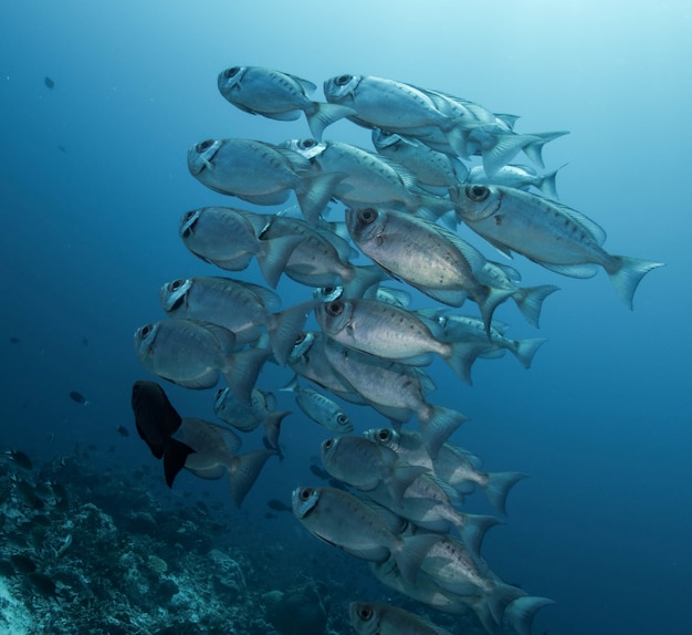 Crescent tail bigeye