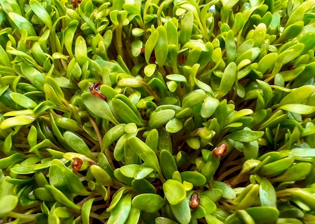 Cress salade in pot close-up Pasen lente concept