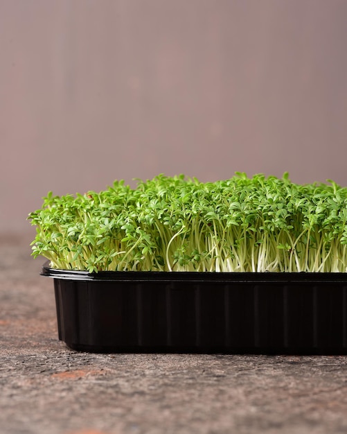 Microgreens cressalad su uno sfondo scuro.