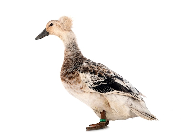 Crested duck breed in front of white background