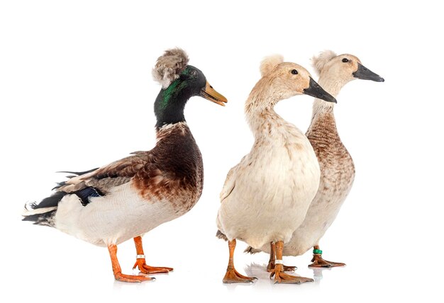 Crested ducks breeds in front of white background