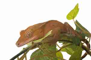 Photo crested gecko in studio