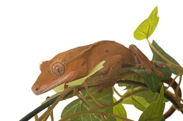 Photo crested gecko