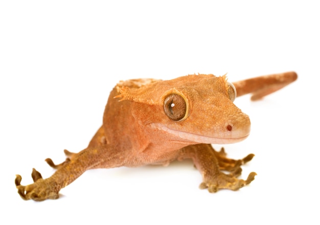 Photo crested gecko