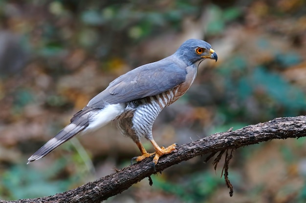 볏된 참매 Accipiter trivirgatus 태국의 아름다운 새들