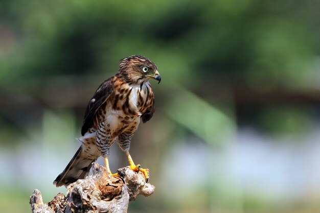 Crested Goshawk on branch