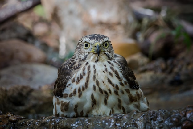 Crested Goshawk coming down to drink water in a pond in the forest